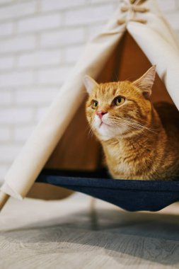 Evde oyuncu bir kedi var. Hayvanlarla samimi fotoğraf çekimi.