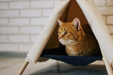 Evde oyuncu bir kedi var. Hayvanlarla samimi fotoğraf çekimi.