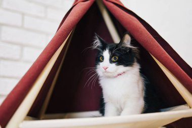 Evde oyuncu bir kedi var. Hayvanlarla samimi fotoğraf çekimi.