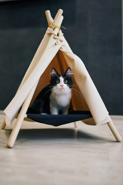 Παιχνιδιάρα Γάτα Στο Διαμέρισμα Cozy Συνεδρία Φωτογραφία Ζώα — Φωτογραφία Αρχείου
