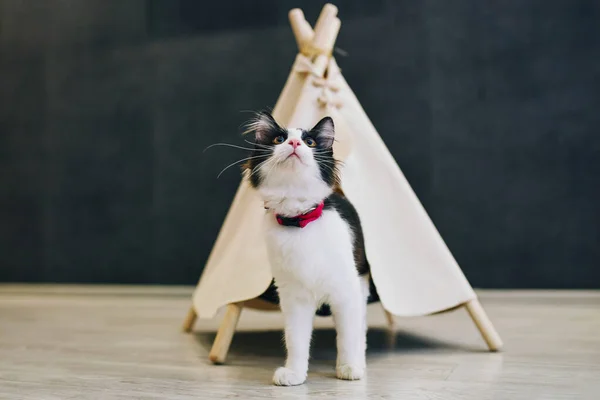 Zabawny Kot Mieszkaniu Przytulne Sesji Zdjęciowej Zwierzętami — Zdjęcie stockowe