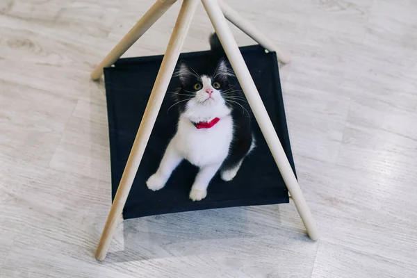 Chat Ludique Dans Appartement Séance Photo Confortable Avec Des Animaux — Photo