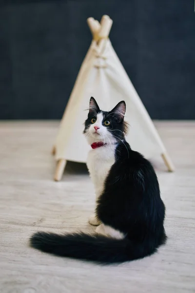 Chat Ludique Dans Appartement Séance Photo Confortable Avec Des Animaux — Photo