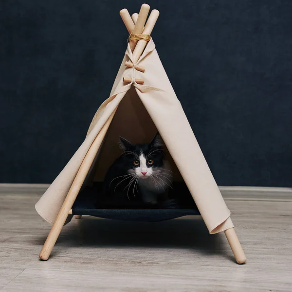 Verspielte Katze Der Wohnung Gemütliche Fotosession Mit Tieren — Stockfoto