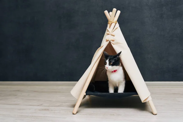 Verspielte Katze Der Wohnung Gemütliche Fotosession Mit Tieren — Stockfoto