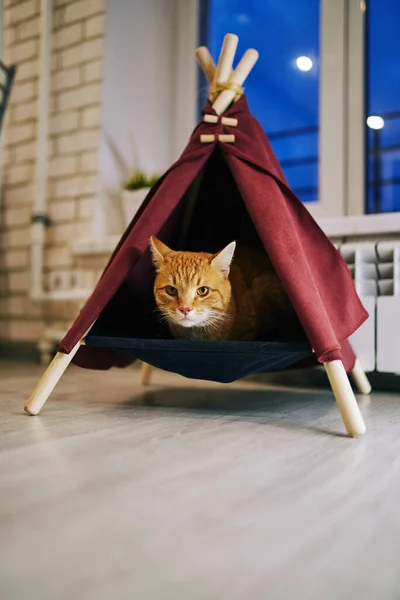 Lekfull Katt Lägenheten Mysig Fotosession Med Djur — Stockfoto