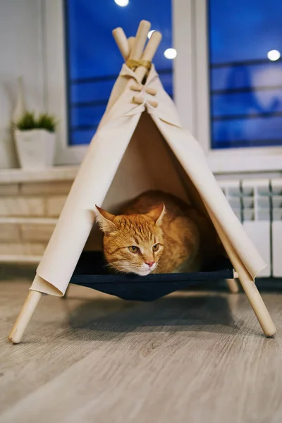 Chat Ludique Dans Appartement Séance Photo Confortable Avec Des Animaux — Photo