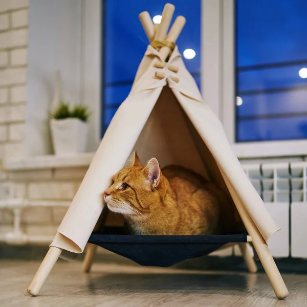 Chat Ludique Dans Appartement Séance Photo Confortable Avec Des Animaux — Photo