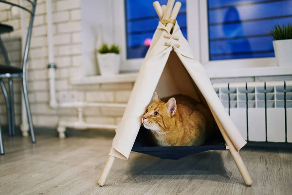 Παιχνιδιάρα Γάτα Στο Διαμέρισμα Cozy Συνεδρία Φωτογραφία Ζώα — Φωτογραφία Αρχείου