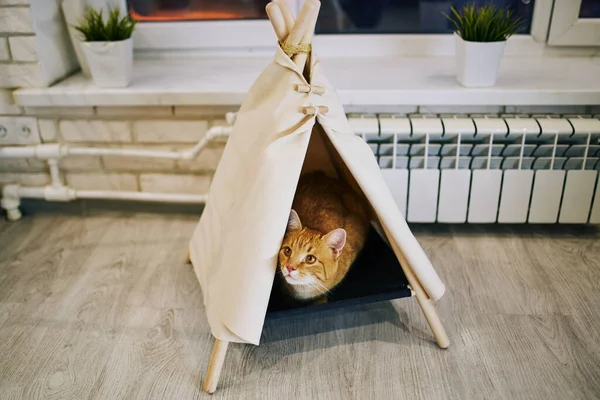 Chat Ludique Dans Appartement Séance Photo Confortable Avec Des Animaux — Photo