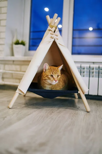 Chat Ludique Dans Appartement Séance Photo Confortable Avec Des Animaux — Photo