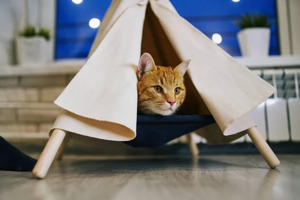 Chat Ludique Dans Appartement Séance Photo Confortable Avec Des Animaux — Photo