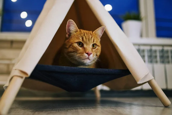 Chat Ludique Dans Appartement Séance Photo Confortable Avec Des Animaux — Photo