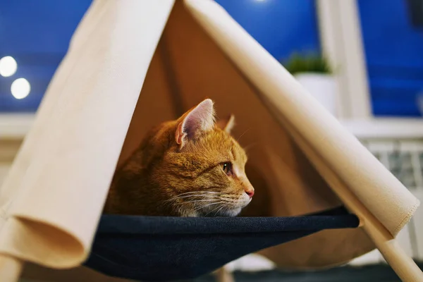 Lekfull Katt Lägenheten Mysig Fotosession Med Djur — Stockfoto