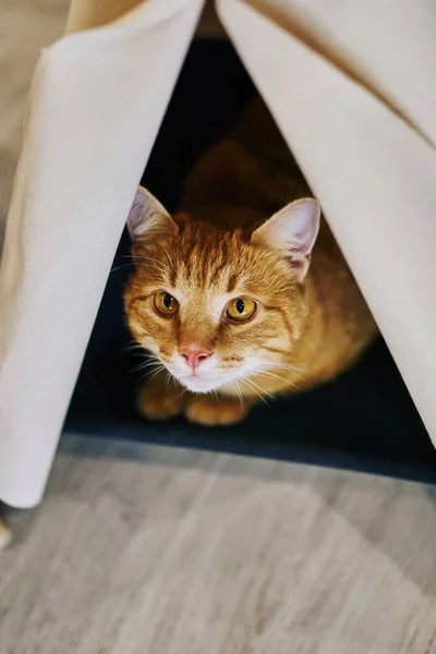 Chat Ludique Dans Appartement Séance Photo Confortable Avec Des Animaux — Photo