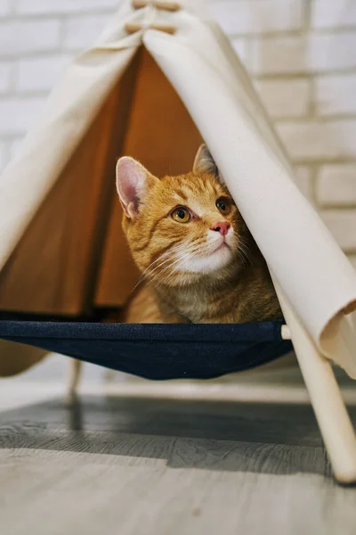 Chat Ludique Dans Appartement Séance Photo Confortable Avec Des Animaux — Photo