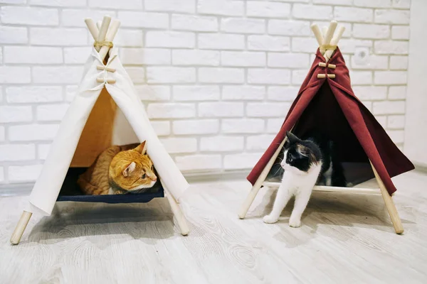 Gato Brincalhão Apartamento Sessão Fotos Aconchegante Com Animais — Fotografia de Stock