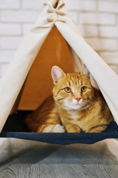 Chat Ludique Dans Appartement Séance Photo Confortable Avec Des Animaux — Photo