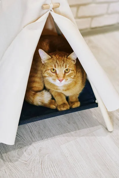 Chat Ludique Dans Appartement Séance Photo Confortable Avec Des Animaux — Photo