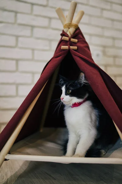 Chat Ludique Dans Appartement Séance Photo Confortable Avec Des Animaux — Photo