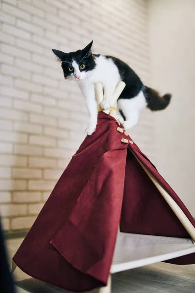 Chat Ludique Dans Appartement Séance Photo Confortable Avec Des Animaux — Photo