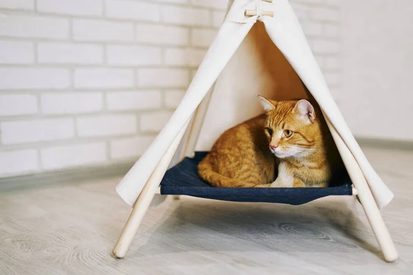 Gato Brincalhão Apartamento Sessão Fotos Aconchegante Com Animais — Fotografia de Stock