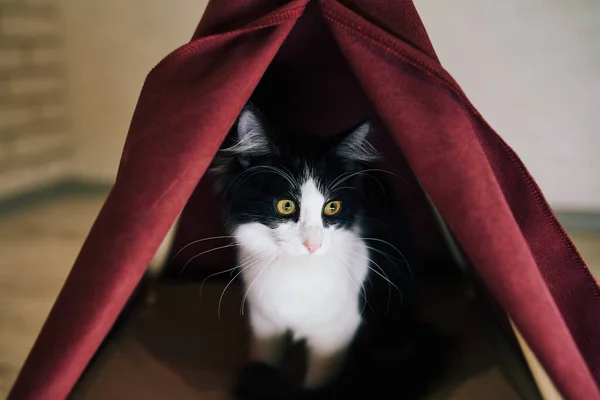 Chat Ludique Dans Appartement Séance Photo Confortable Avec Des Animaux — Photo