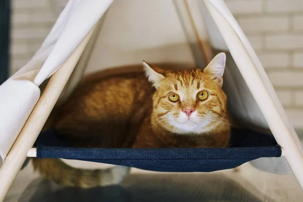 Chat Ludique Dans Appartement Séance Photo Confortable Avec Des Animaux — Photo