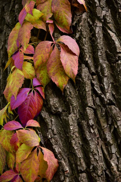 Multicolored Branch Wild Grapes Tree Close Bright Autumn Vertical Background — Stock Photo, Image