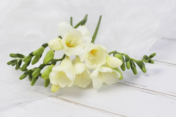 Freesias Brancas Fundo Leve Tecido Tule Imagens Royalty-Free