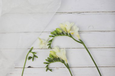 Frezya, beyaz çiçekler tomurcuklanmış dalları ayrı ayrı hafif arka planda, minimalist arka planda yerleştirirler.