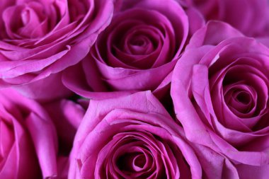 Arkaplan olarak pembe güller