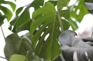 Bir Monstera deliciosa yaprakları, doğal arka plan