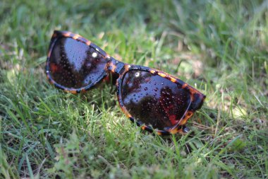 Çimlerde retro güneş gözlüğü