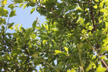 Aşağıdan bir ağacın tacına mavi gökyüzüne, doğal arka plan
