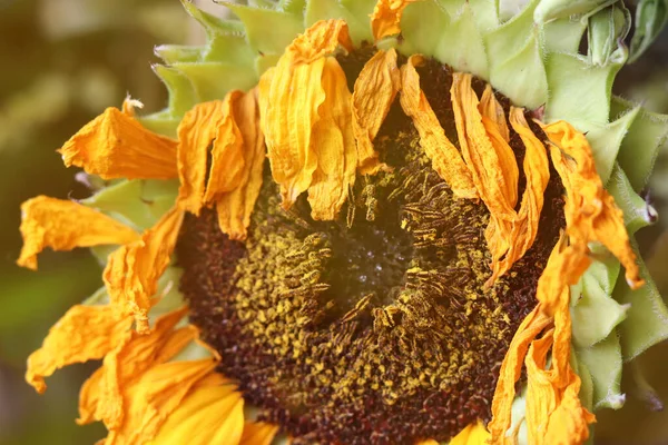 Gros Plan Tournesol Flétri Avec Bokeh — Photo