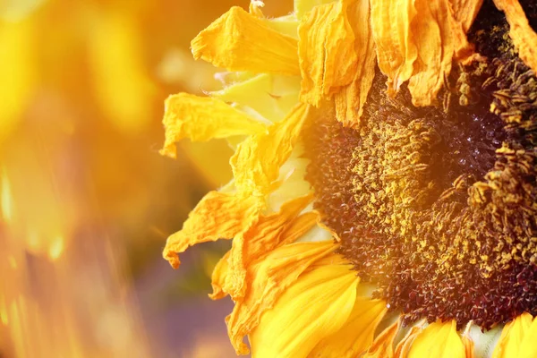 Primer Plano Girasol Marchito Con Bokeh — Foto de Stock