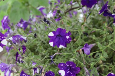 asılı mor beyaz desenli petunyalar