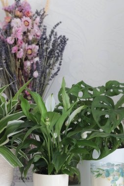 Spatthiphyllum, Monstera Monkey yaprağı, Chlorophytum komosum ve bir buket kuru çiçek, yaşayan konsept
