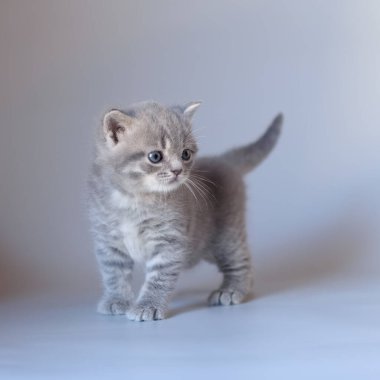 Stüdyo arka planında İngiliz kısa hava kedisi