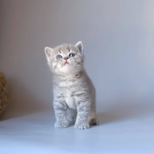 British Shorthair Kitten Studio Background — Stock Photo, Image