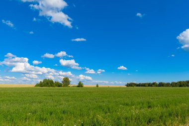Bulutlu bir gökyüzünün altındaki çayırda yeşil çimenler