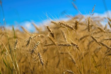 Mavi gökyüzüne karşı buğday kulakları