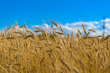 Mavi gökyüzüne karşı buğday kulakları