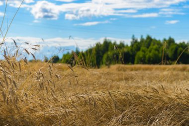 Mavi gökyüzüne karşı buğday kulakları
