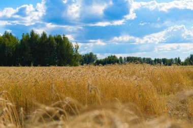 Mavi gökyüzüne karşı buğday kulakları