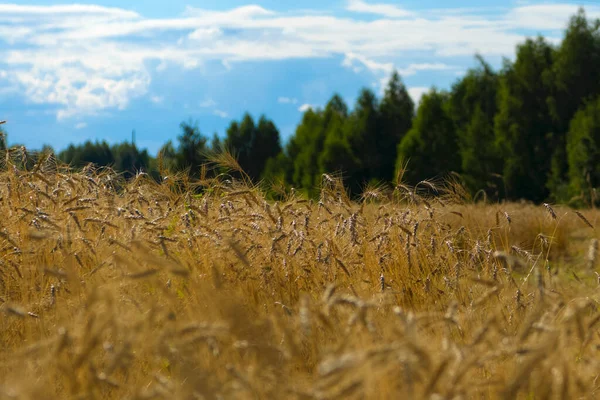 Wheat Ears Blue Sky — Stock Photo, Image