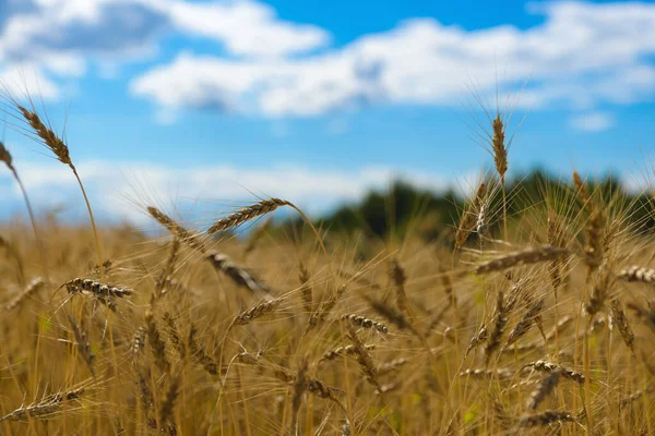 Wheat Ears Blue Sky — Stock Photo, Image