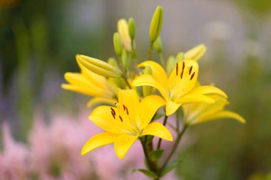 Yaz bahçesinde sebzeler, böğürtlen ve çiçekler