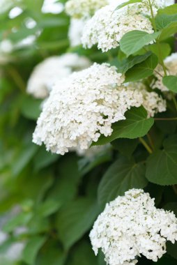 Yaz bahçesinde sebzeler, böğürtlen ve çiçekler